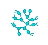 An antigen-presenting cell (APC)